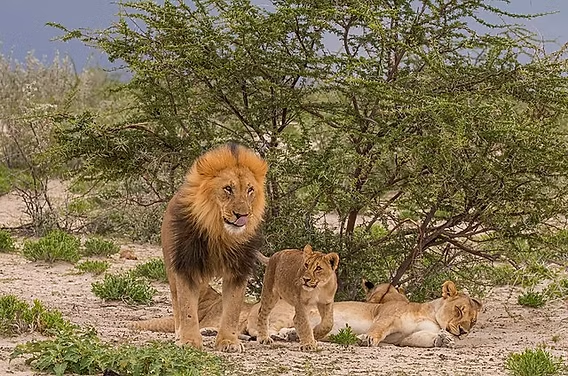 Lions resting