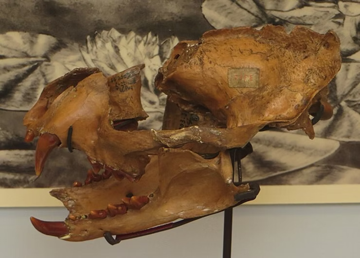 Proailurus and a Brief History of Felidae