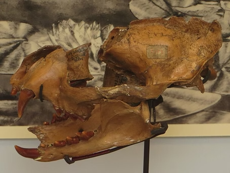 Proailurus and a Brief History of Felidae