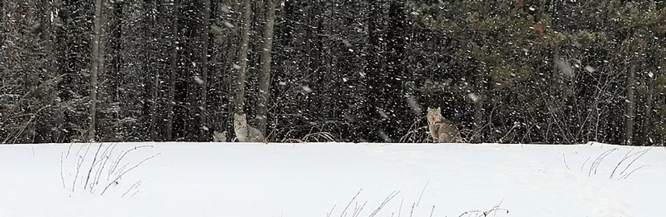 Lynx in the wild