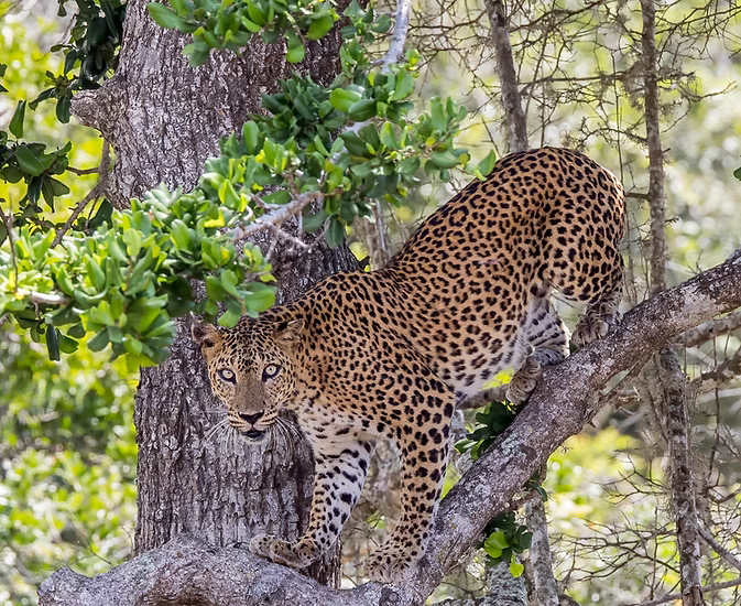 Sri Lankan Leopard
