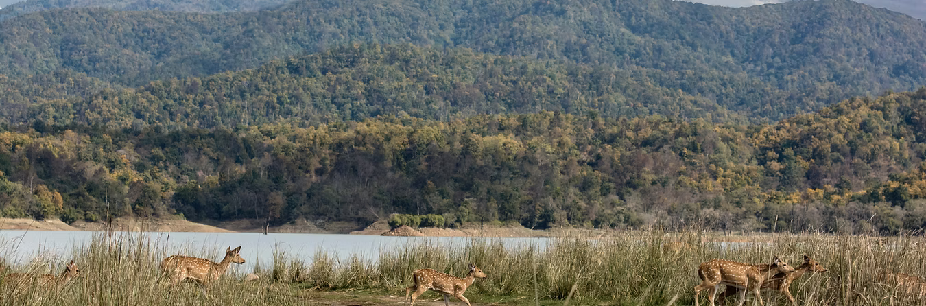 Take Action for Wildlife